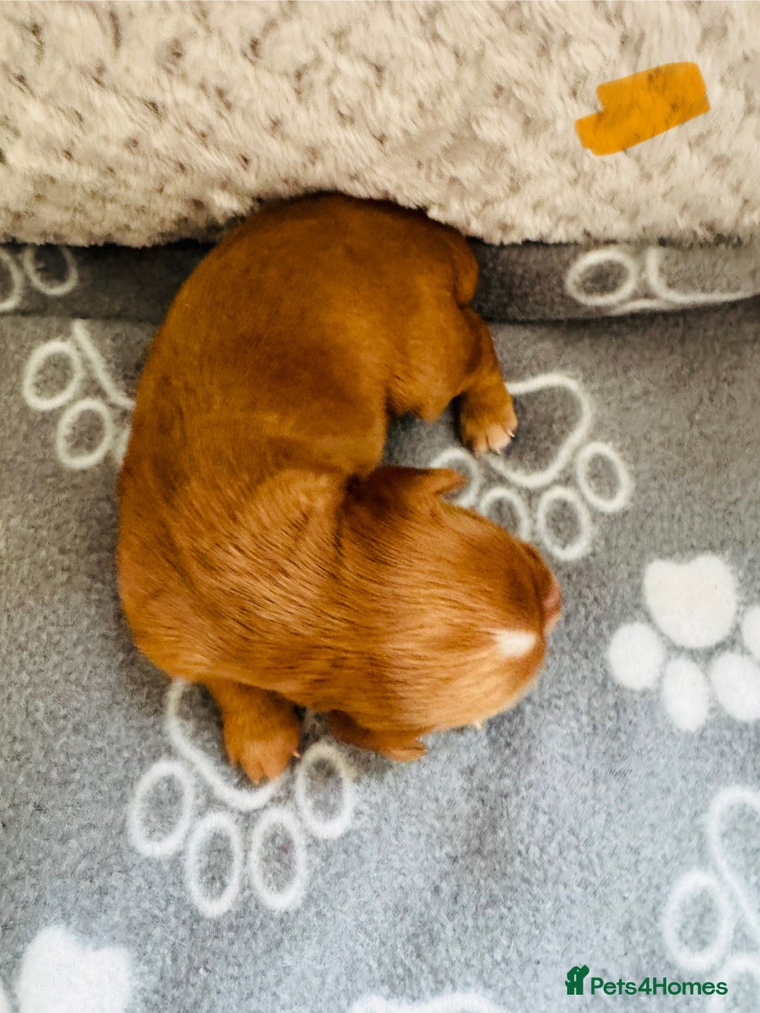 Cocker Spaniel dogs for sale: Red Cocker Spaniel Puppies - Image 13