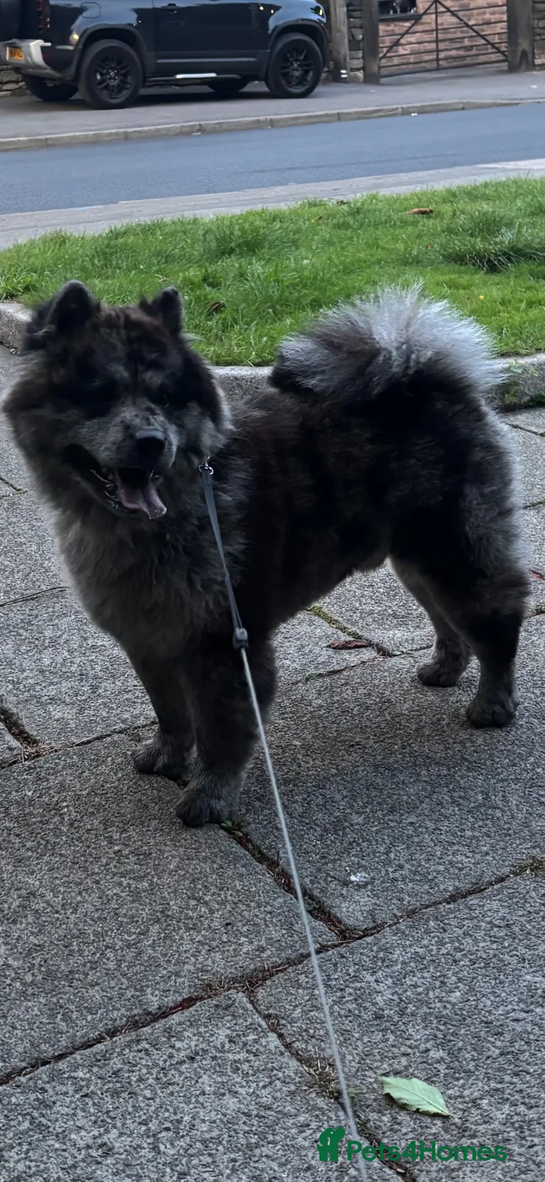 Chow Chow dogs for sale: Chow chow kofu  in Bolton - Advert 1