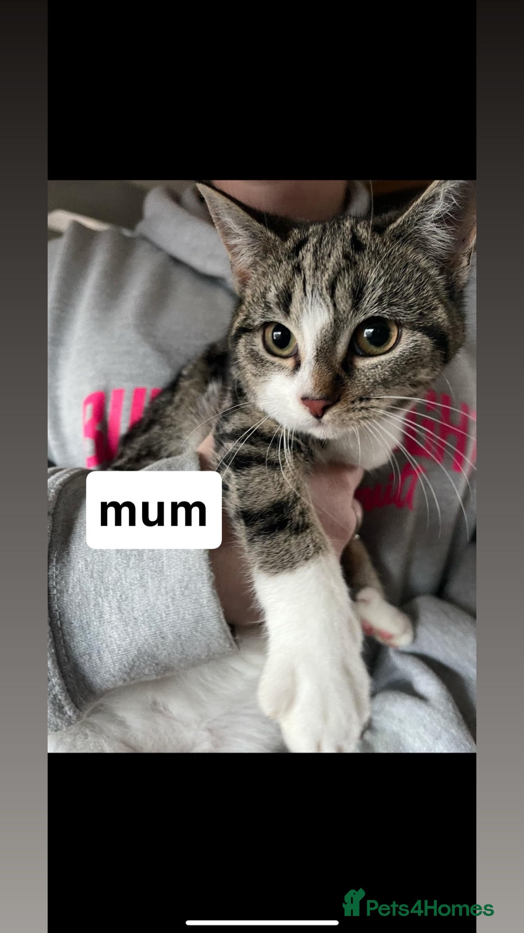 Mixed Breed cats for sale: Very social and friendly black and white kitten - Advert 5