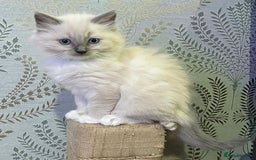 Ragdoll cats for sale: 2 Boys and 1 Girl Ragdoll kittens - Image 4