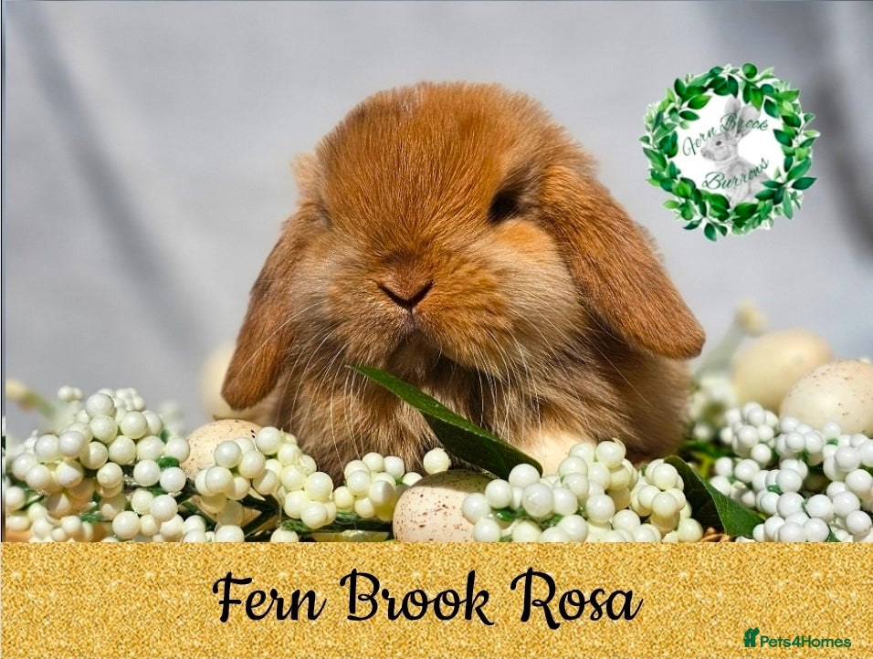 Mini Lop rabbits Vaccinated Miniature Lops  - Advert 12