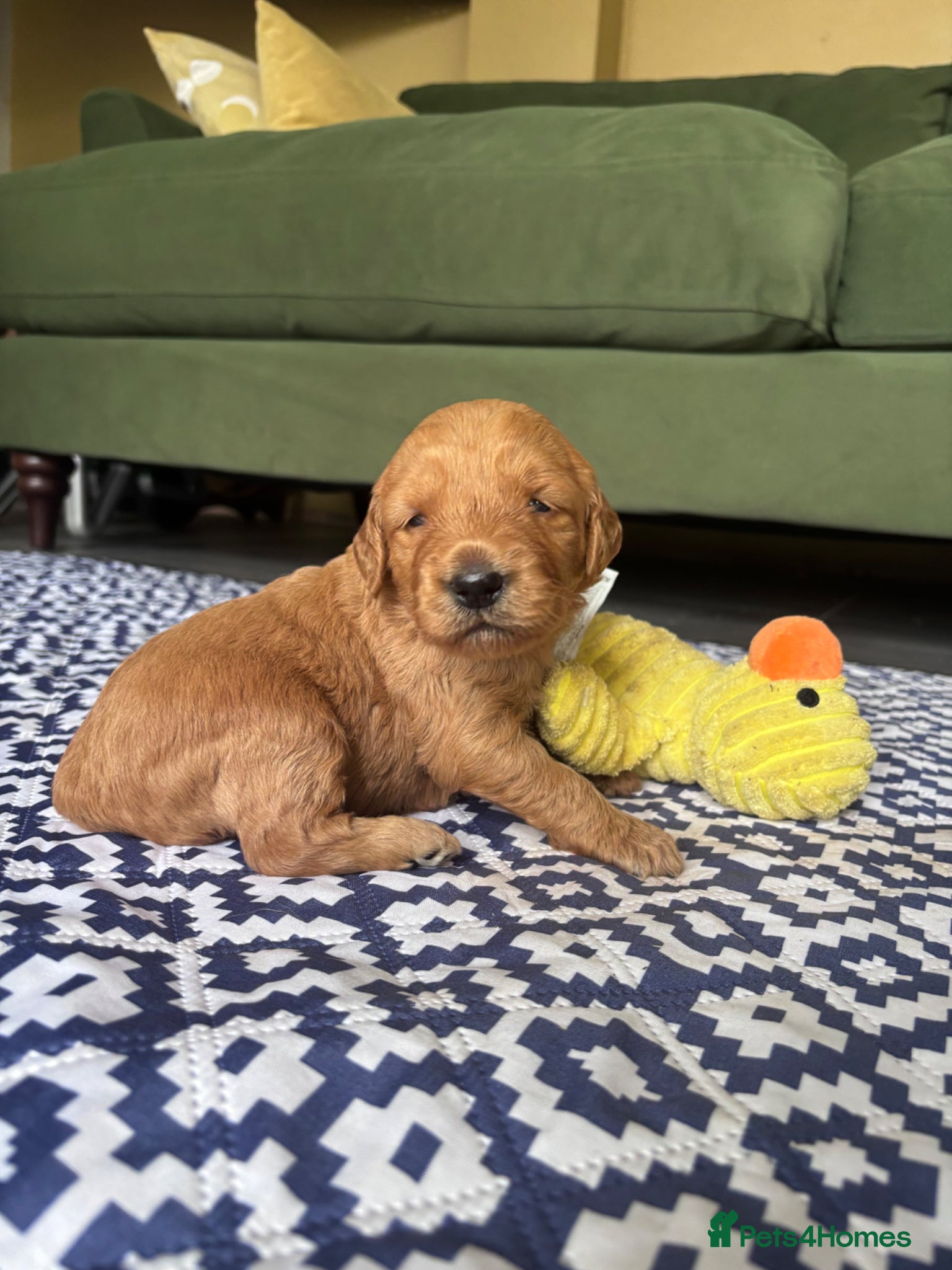 Mini Goldendoodle dogs for sale: F1 Medium sized Goldendoodles  - Advert 5