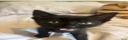 Domestic Shorthair cats for sale: 3 black kittens  - Advert 5
