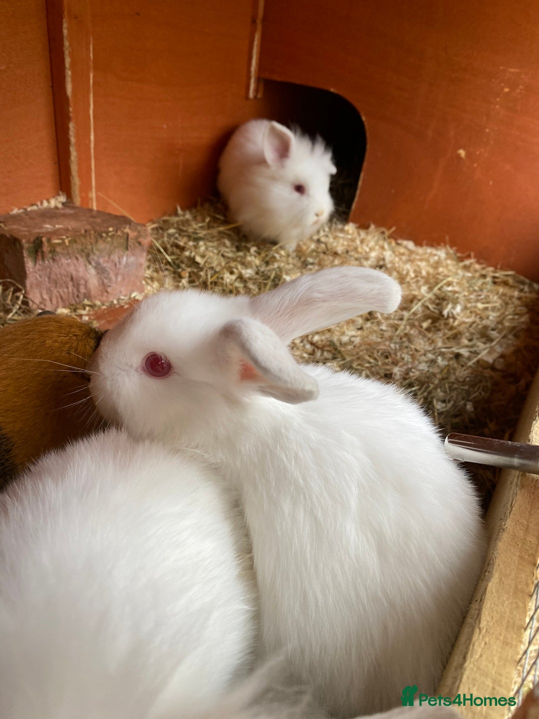 Mini Lion Lop rabbits for sale: Baby male rabbits ready now  - Image 10