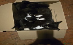 Mixed Breed cats for sale: 5 kittens for sale - Image 6