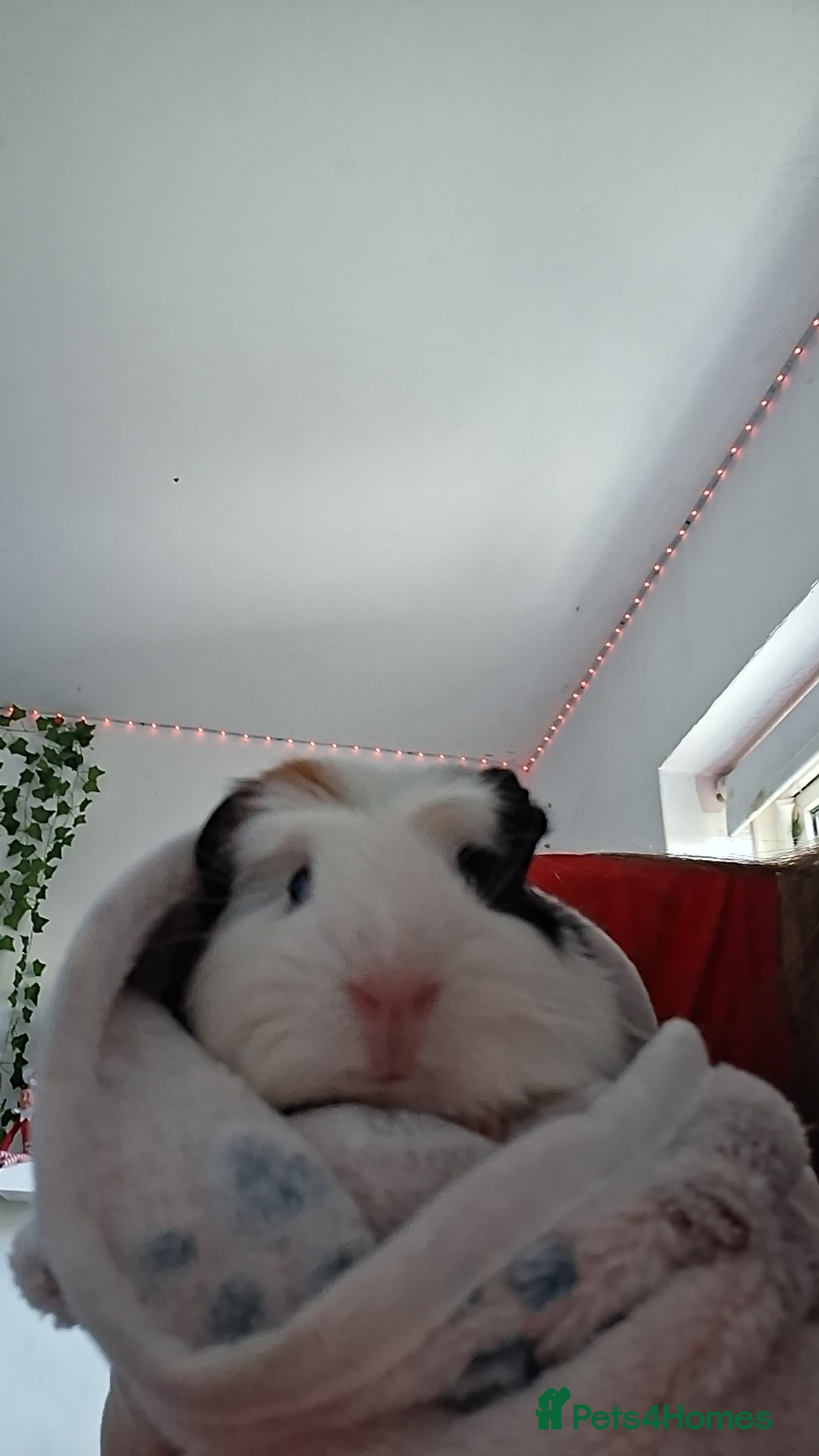 Guinea Pig rodents for sale: Guinea Pigs - Advert 2