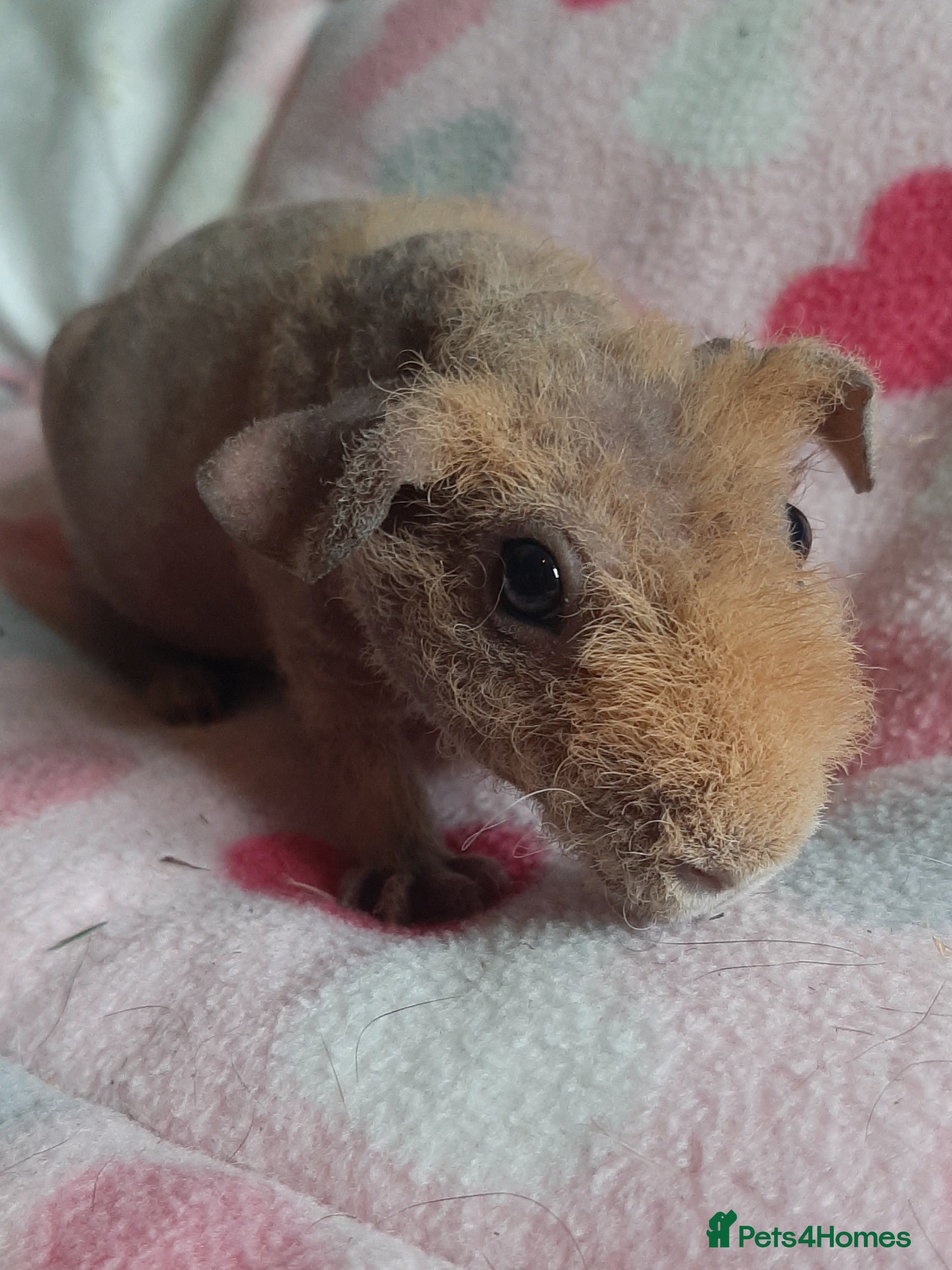 Guinea Pig rodents Skinny pig/werewolf baby girl. - Advert 1