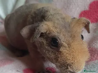 Guinea Pig rodents Skinny pig/werewolf baby girl. - Advert 1