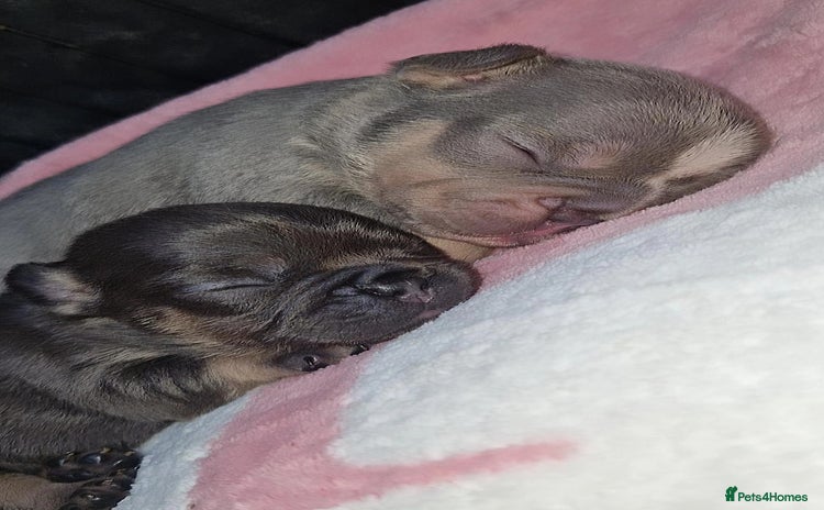 French Bulldog dogs Frenchie 🐾🐾 - Advert 15