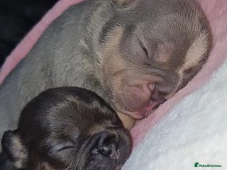 French Bulldog dogs Frenchie 🐾🐾 last little girl - Advert 12