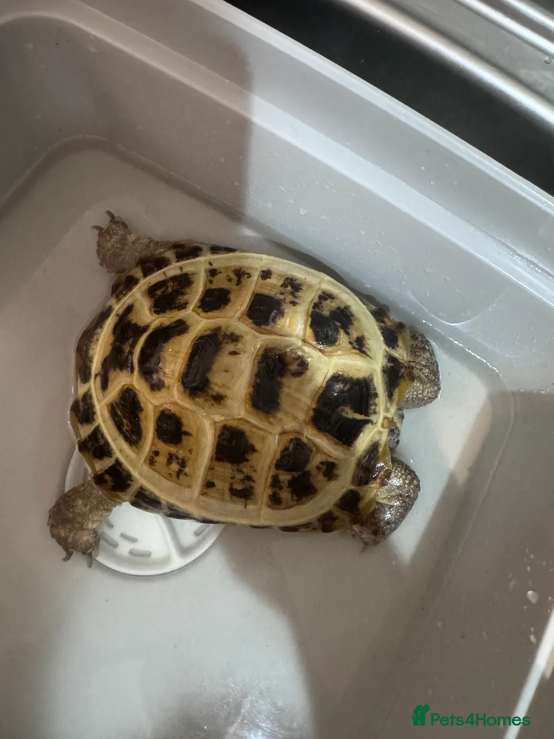 Hermann Tortoise reptiles for sale: Herman tortoise with full set up  - Advert 6
