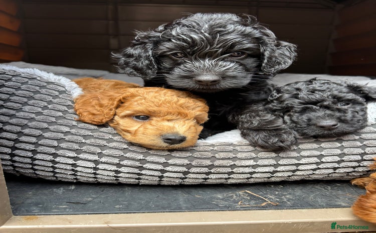 Cockapoo dogs - Advert 1