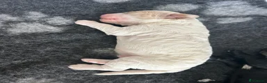 Cockapoo 