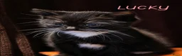 Mixed Breed cats for sale: Scottish Fold & Scottish straight Cross kittens  in Antrim - Advert 6