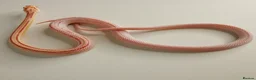 Corn Snake reptiles for sale: Corn Snakes Available UKCB25 - Advert 1