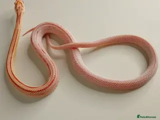 Corn Snake reptiles Corn Snakes Available UKCB25 - Advert 1