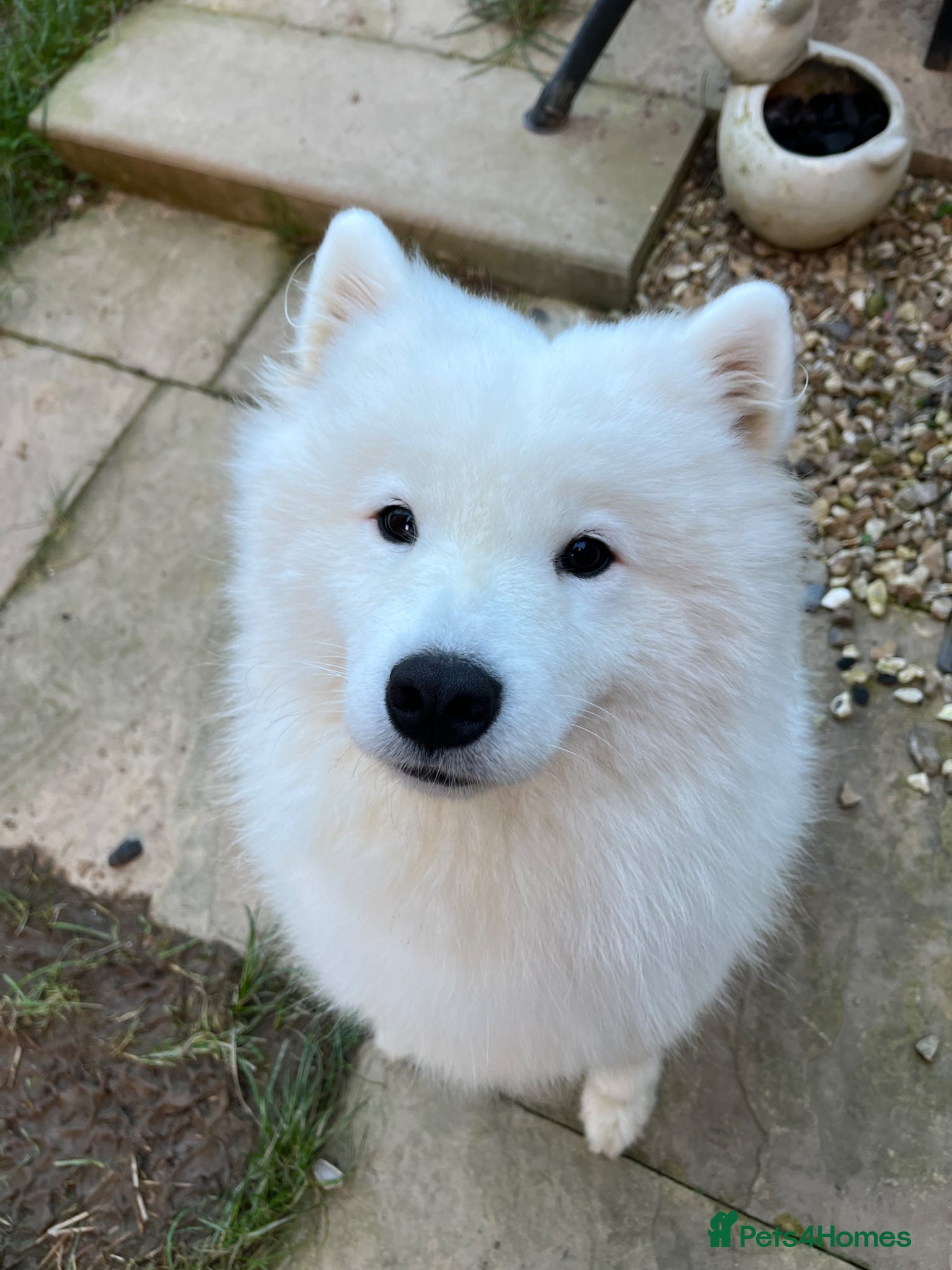 Samoyed dogs for sale: Stunning KC Samoyed babies  - Advert 6