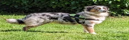 Australian Shepherd dogs for sale: Pedigree KC reg Australian Shepherd puppies - Advert 1