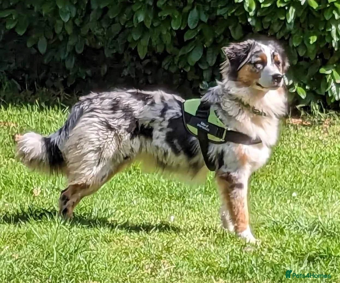Australian Shepherd dogs for sale: Pedigree KC reg Australian Shepherd puppies - Advert 1
