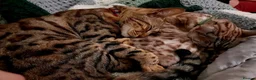 Mixed Breed cats for sale: Rehoming 4 year old Bengal/Savannah cross in Cardiff - Advert 8