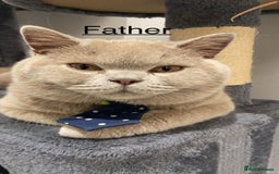 British Shorthair cats for sale: 🐱Adorable Rare Lilac British Shorthair Kittens - Image 19