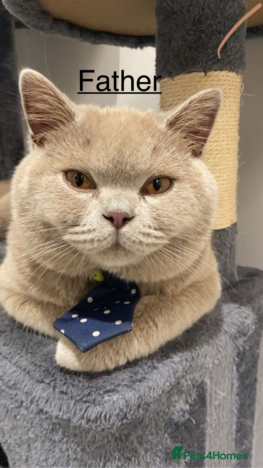 British Shorthair cats for sale: 🐱Adorable Rare Lilac British Shorthair Kittens - Image 19