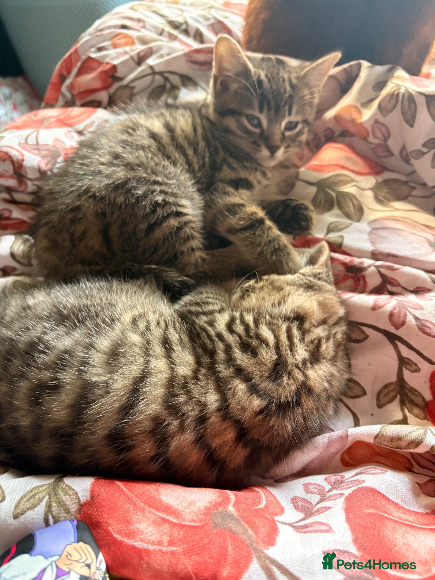 Mixed Breed cats 2 Tabby kittens for sale - Advert 17