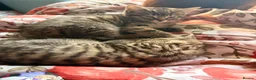Mixed Breed cats for sale: 2 Tabby kittens for sale - Advert 1