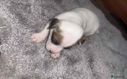 Mixed Breed dogs for sale: Chihuahua and Jack Russell mix puppies - Image 4