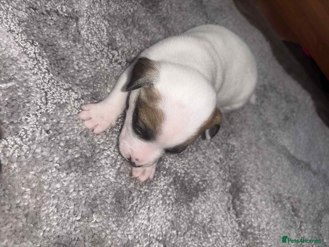 Mixed Breed dogs for sale: Chihuahua and Jack Russell mix puppies - Image 4