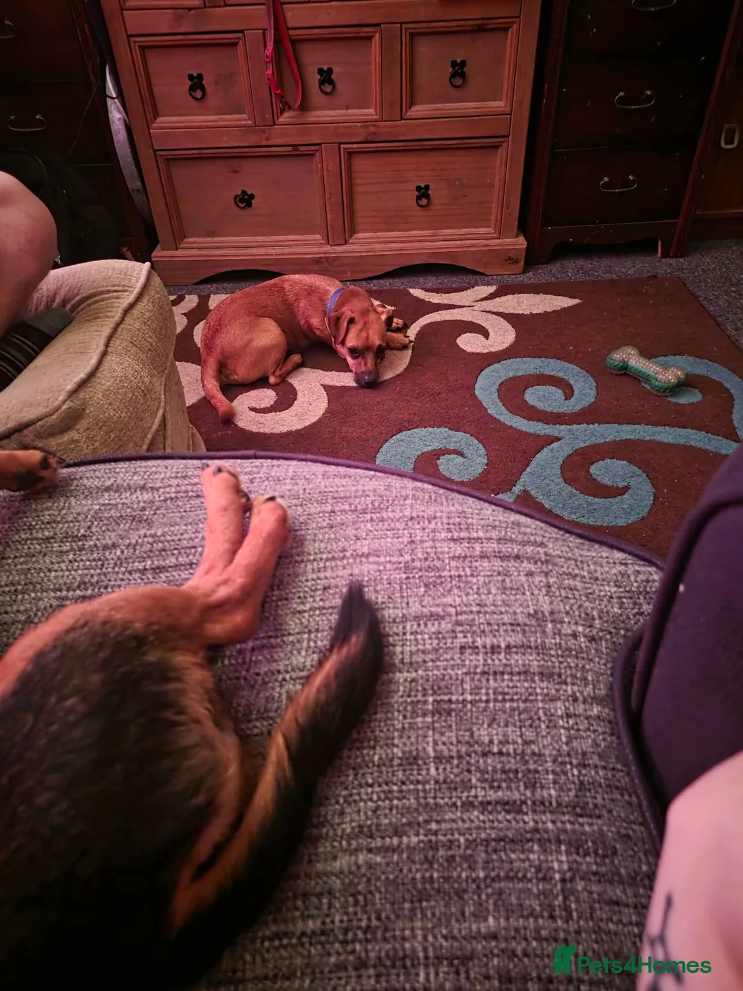 Mixed Breed dogs for sale: Chihuahua x russel - Advert 2