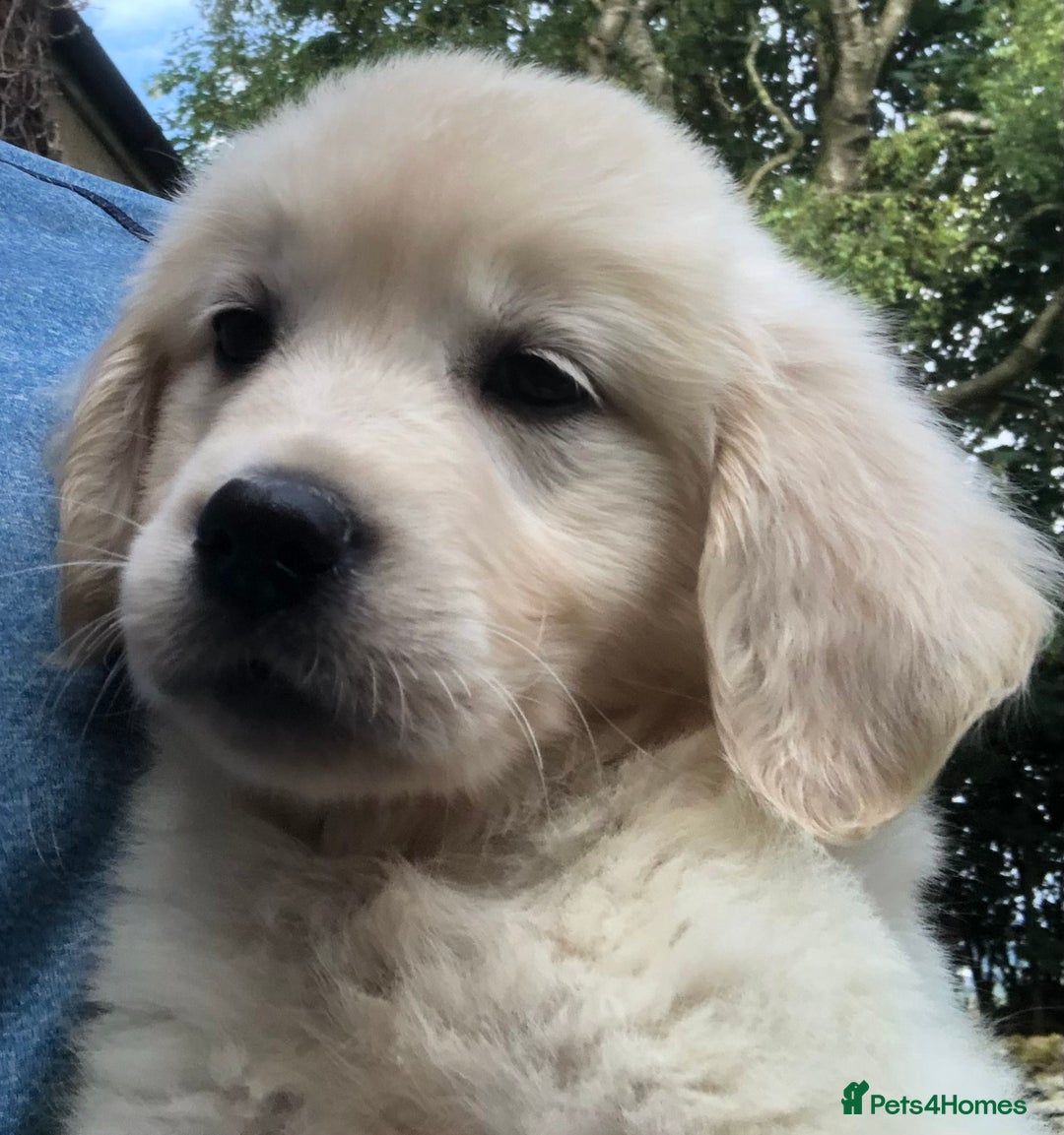 Golden Retriever dogs for sale: Super litter of Goldie pups carrying some colour  - Image 25