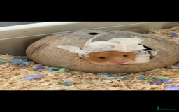 Hamster rodents for sale: Re-homing my hamster pumpkin  - Image 5