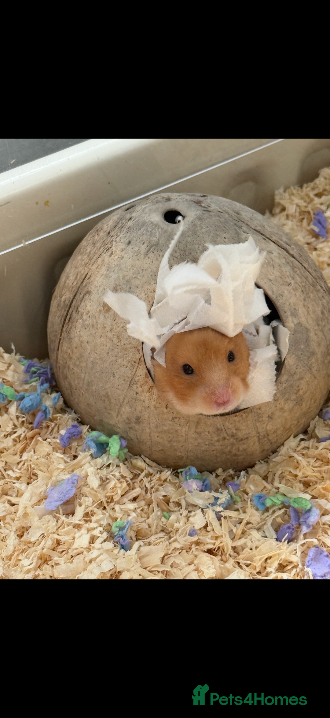 Hamster rodents for sale: Re-homing my hamster pumpkin  - Image 5