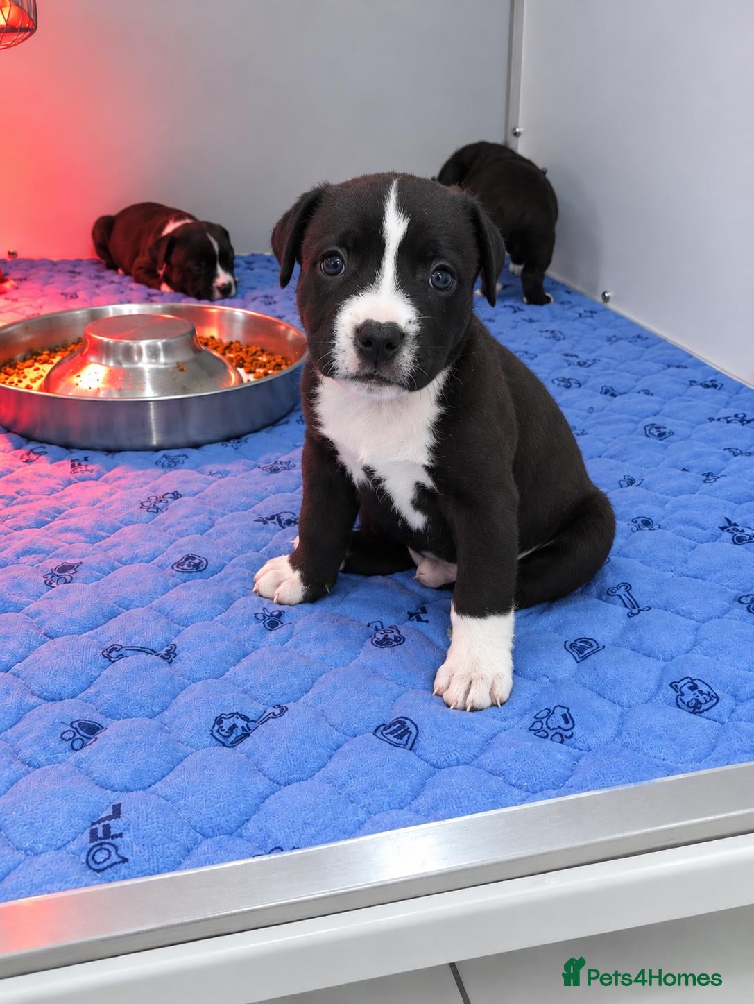 Staffordshire Bull Terrier dogs Last 2 kc brindle&white boy staffys - Advert 13