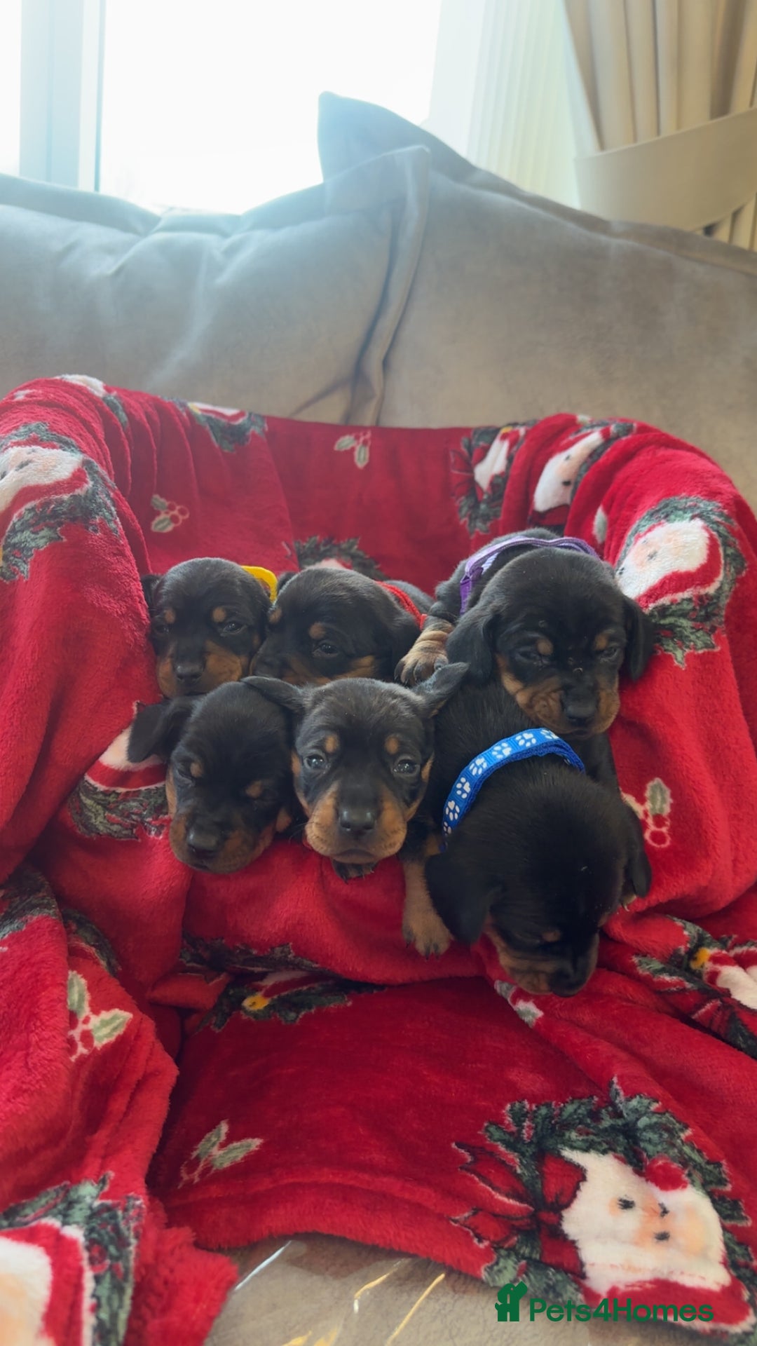 Dachshund dogs for sale: Lovely little Dashound puppies - Advert 9