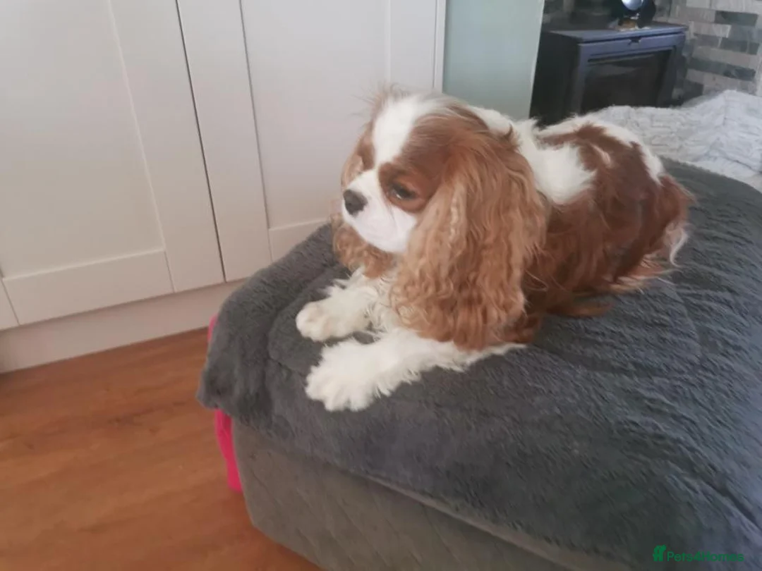 Cavalier King Charles Spaniel dogs for sale: Blenheim boy with stud potential - Advert 8