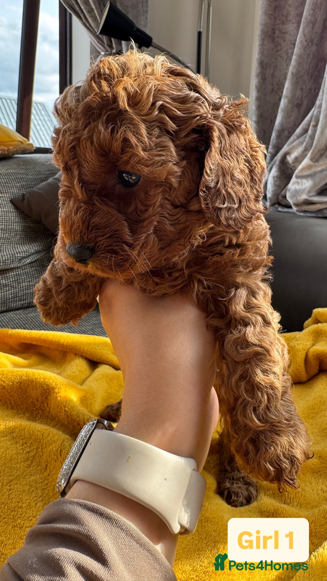 Miniature Poodle dogs for sale: Beautiful red miniature poodle KC Registered  - Image 12