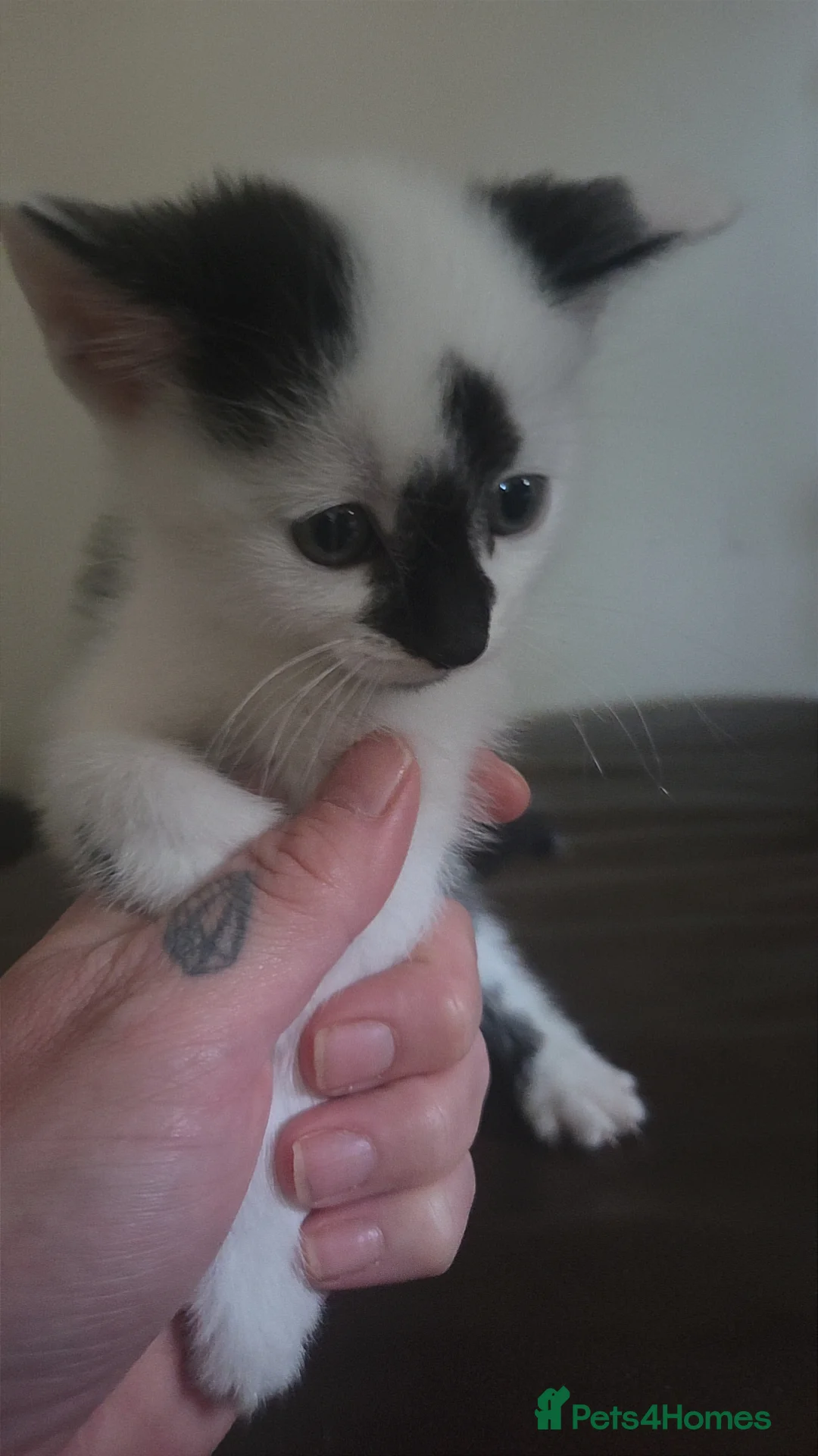 Domestic Shorthair cats for sale: 3 male kittens £40 each  - Advert 2