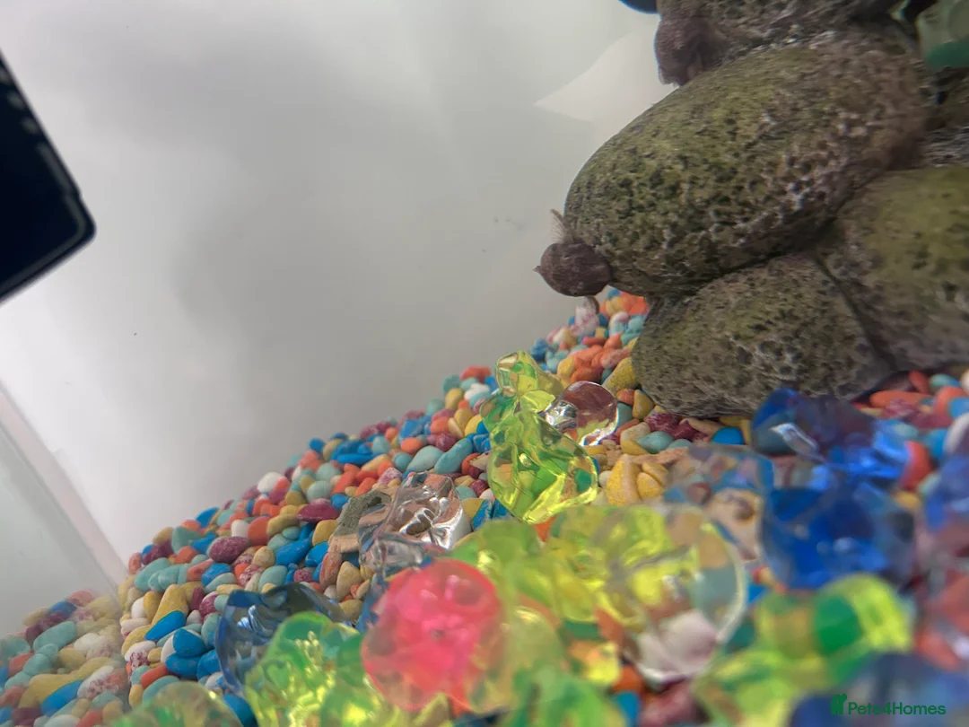 Plecos fish for sale: Common plecos  - Advert 1