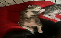 Mixed Breed cats for sale: 3 beautiful 1/4 bengal 1/4 flame nose kittens - Image 5