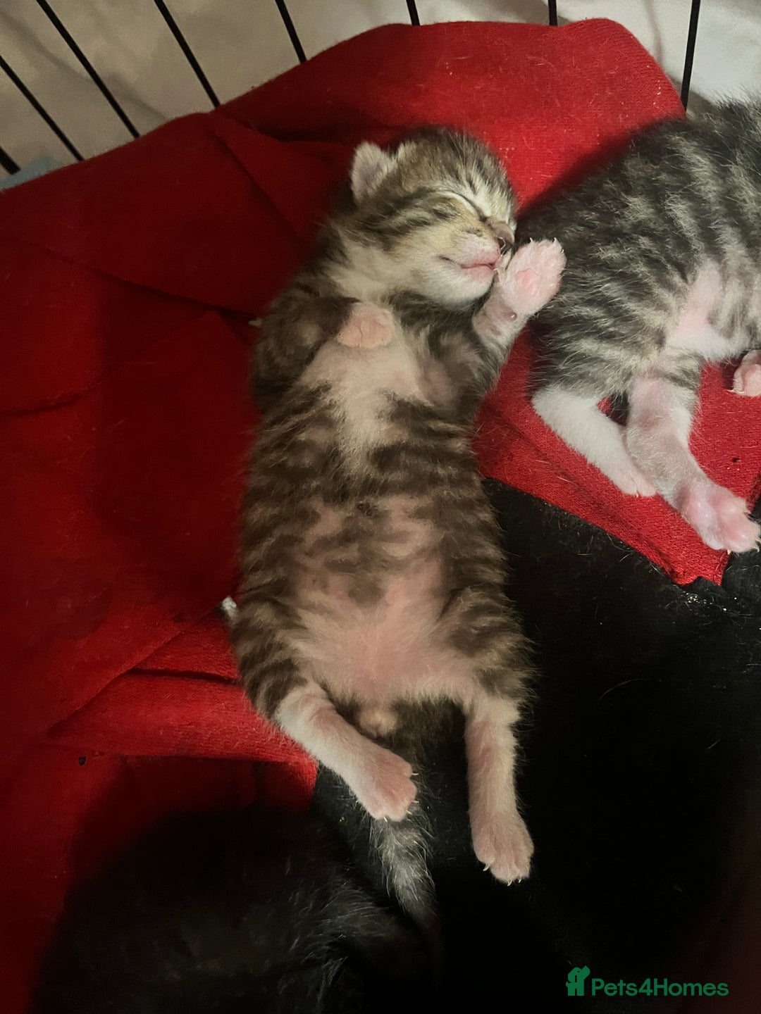 Mixed Breed cats for sale: 3 beautiful 1/4 bengal 1/4 flame nose kittens - Image 5