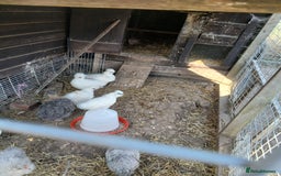 Mixed Breed poultry for sale: Silkie cross chicks - Image 3