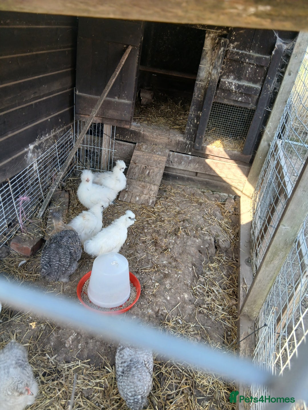 Mixed Breed poultry for sale: Silkie cross chicks - Image 3