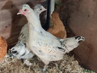 Chickens poultry Silkie cross bantam pullets - Advert 1