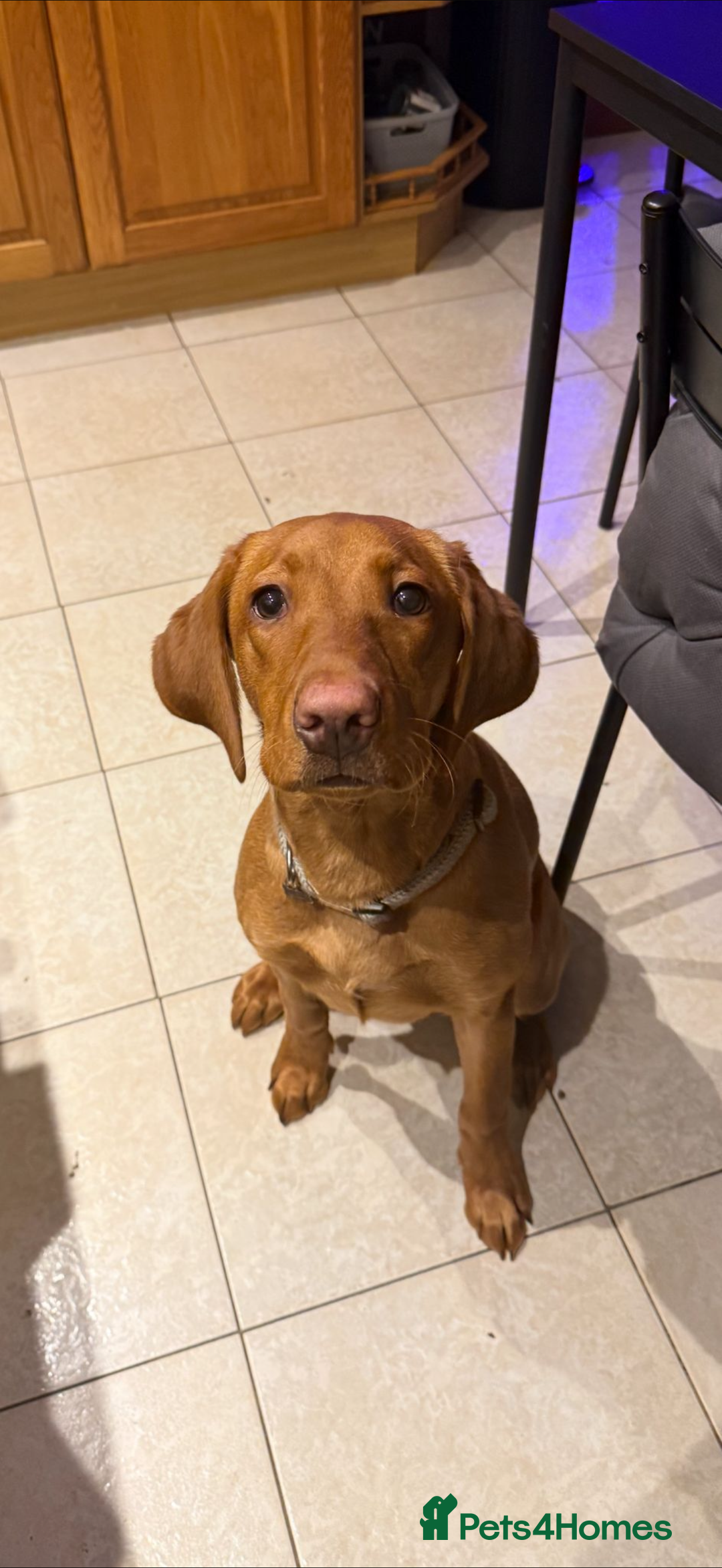 Labrador Retriever dogs for sale: Red Fox Female Labrador🦊 - Advert 2