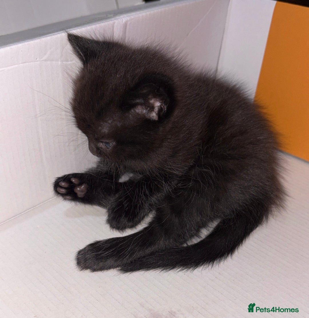 British Longhair cats for sale: Dark chocolate brown boy kitten  - Advert 17