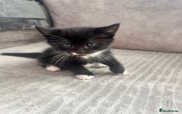 Mixed Breed cats for sale: 3 beautiful little boys  - Image 2