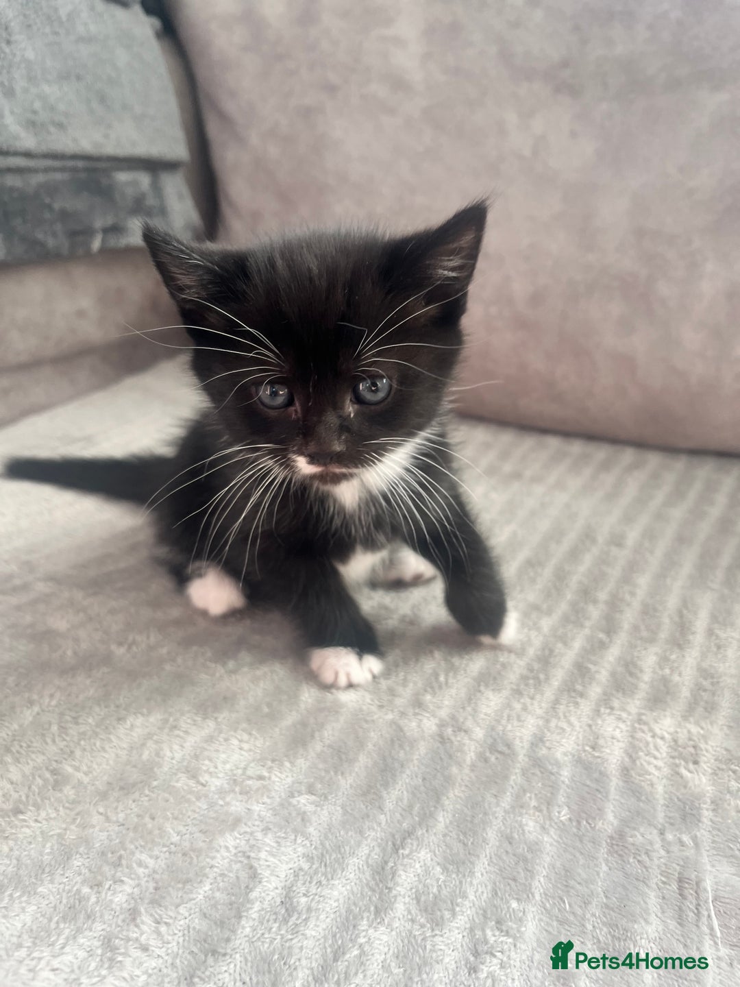 Mixed Breed cats for sale: 3 beautiful little boys  - Image 2