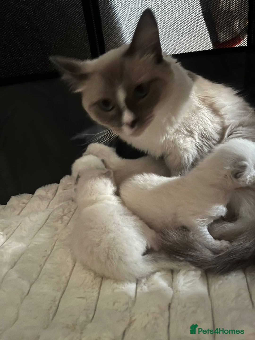 Ragdoll cats for sale: Beautiful Ragdoll Kittens For Sale  - Image 3